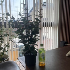 人工観葉植物