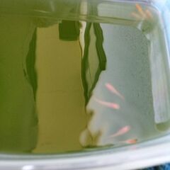 メダカ　5匹