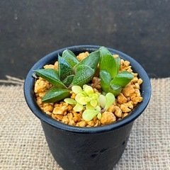   多肉植物　寄せ植え  ハオルチア   ガステリア 半日陰。 ...
