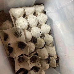 デュピア