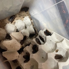 デュピアの画像