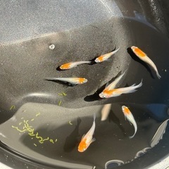 小町メダカ   8匹の画像