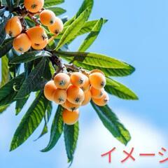 【キャンセル発生】びわの苗木