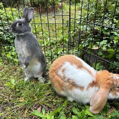 [里親探し] うさぎ2匹