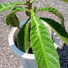 【キャンセル発生】びわの苗木の画像