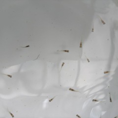 １２匹５００円　天界メダカ　めだか　稚魚