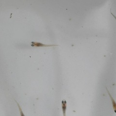 １２匹５００円　天界メダカ　めだか　稚魚の画像