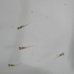 １２匹５００円　天界メダカ　めだか　稚魚の画像