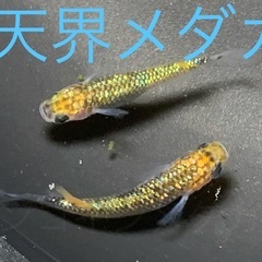 １２匹５００円　天界メダカ　めだか　稚魚の画像