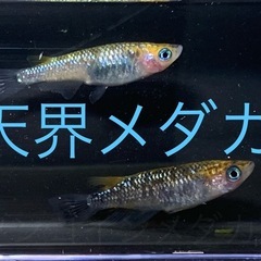 １２匹５００円　天界メダカ　めだか　稚魚の画像