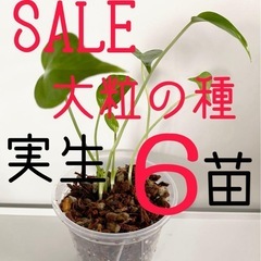 【SALE】大粒のモンステラデリシオーサの種から生育した実生 6...