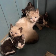 至急！保護猫5匹