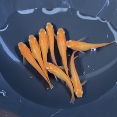 (お取引中)紅帝メダカ5匹＋α
