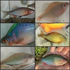 1.日淡・ガサガサ採集、フィッシングメンバー募集のお知らせ　(^...