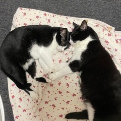 保護猫活動のお手伝い・支援物資(インスタから)してくださる方募集しています！ − 大阪府