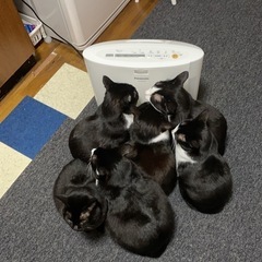 保護猫活動のお手伝い・支援物資(インスタから)してくださる方募集しています！ - メンバー募集