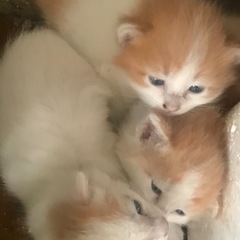 事前募集 生後1ヶ月　可愛い仔猫　3匹 未保護の為、事前募…