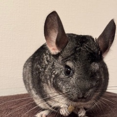 チンチラ