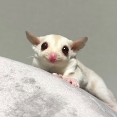フクロモモンガ　クリミノ♀
