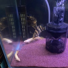 ダトニオリアルバンド