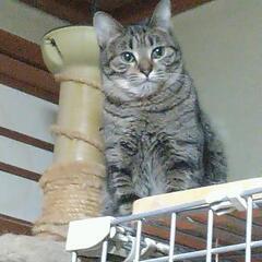 猫探しています