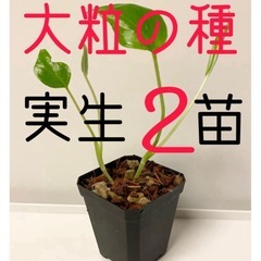 大粒のモンステラデリシオーサの種から生育した実生です！2苗（株）Ｂ⑤