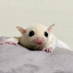 フクロモモンガ　リューシ♀