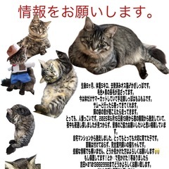 迷い猫 猫探してます