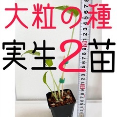 大粒のモンステラデリシオーサの種から生育した実生です！2苗（株）Ｂ⑥