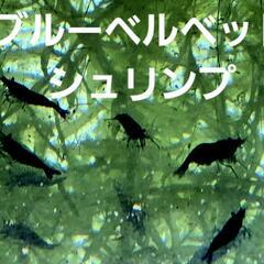 No.19【１０匹セット】ブルーベルベットシュリンプ　1名様　限...