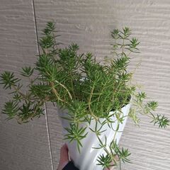 500円　セダム鉢植え　5号　多肉植物　