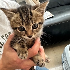 キジトラの甘えん坊なかわいいお顔の男の子です