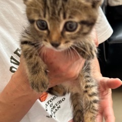 キジトラの甘えん坊なかわいい男の子です　1ヶ月半 − 千葉県