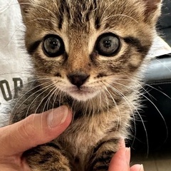 キジトラの甘えん坊なかわいい男の子です　1ヶ月半 - 猫