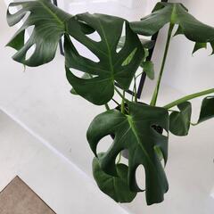 【処分物】モンステラの画像