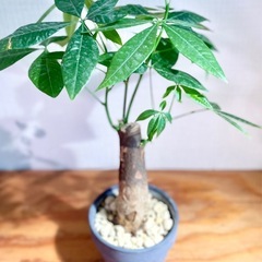 お得！鉢付き！35〜40cm！極太幹パキラ！美型！育てやすい人気の観葉植物の画像