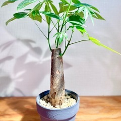お得！鉢付き！35〜40cm！極太幹パキラ！美型！育てやすい人気の観葉植物の画像