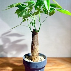 お得！鉢付き！35〜40cm！極太幹パキラ！美型！育てやすい人気の観葉植物の画像
