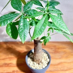 お得！鉢付き！35〜40cm！極太幹パキラ！美型！育てやすい人気の観葉植物の画像