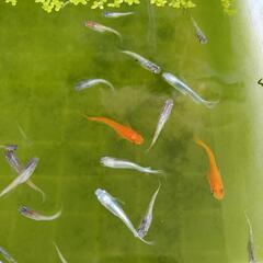 メダカの画像