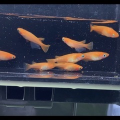 (お取引中)紅帝メダカ5匹＋αの画像