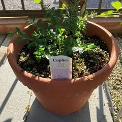 お花🌸と植木鉢🪴