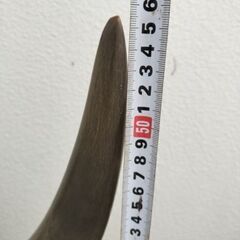 大きい牛の角 彫刻工芸品 台座付 オブジェ 牛ツノ、牛角インテリア 飾り アンティーク 置物、骨董 時代物、年代物の画像