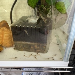ミナミヌマエビ20匹ほど　アクアリウムセットの画像