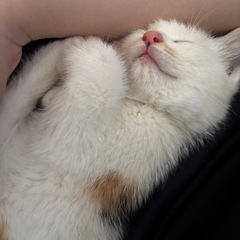 生後2ヶ月（女の子🐈‍⬛🎀） − 千葉県
