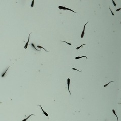 １８匹５００円　オロチメダカ　めだか　稚魚の画像