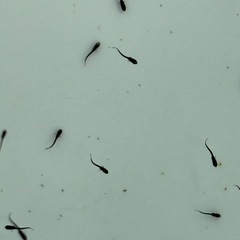 １８匹５００円　オロチメダカ　めだか　稚魚の画像