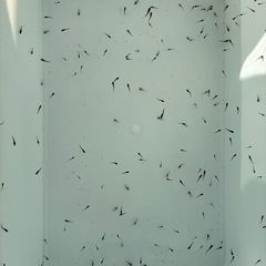 １８匹５００円　オロチメダカ　めだか　稚魚