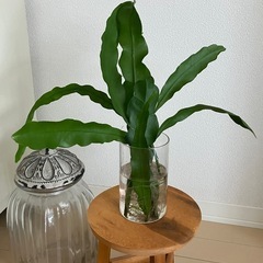②月下美人