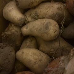 【先着順】畑で採れた野菜の画像